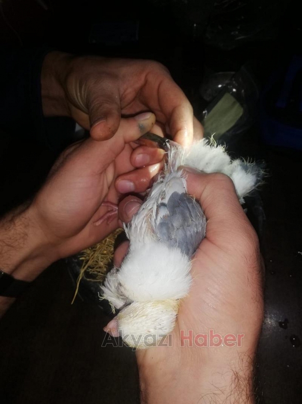 Güvercini için itfaiyeden yardım istedi