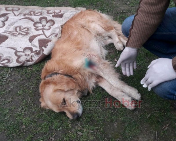 Sevimli köpeği tüfekle vurdular