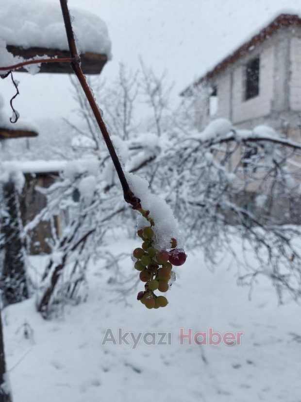 Ocak ayında asmada üzüm yetişti