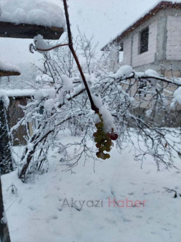 Ocak ayında asmada üzüm yetişti