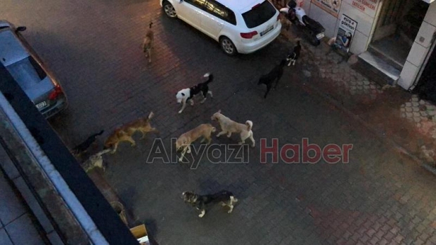 Sürü halinde gezen köpekler korku yaşatıyor
