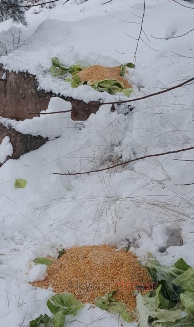 Sakarya'da yaban hayvanlarına yiyecek bırakıldı