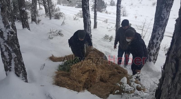 Sakarya'da yaban hayvanlarına yiyecek bırakıldı