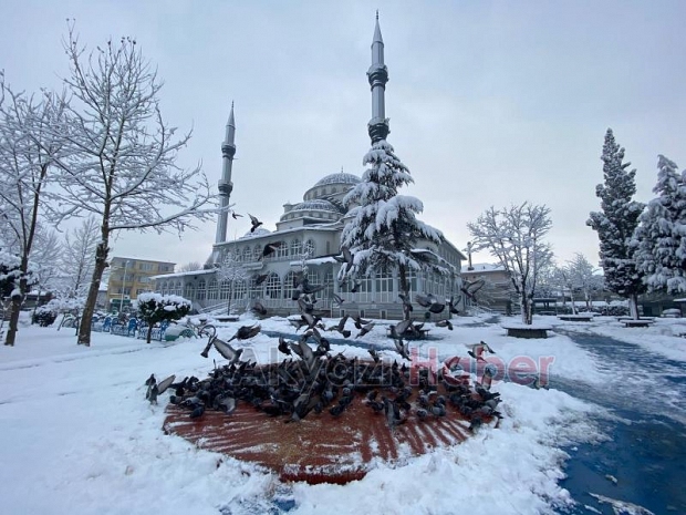 Akyazı kara doydu