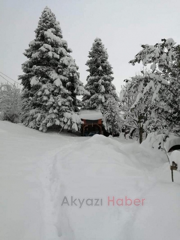 Akyazı kara doydu