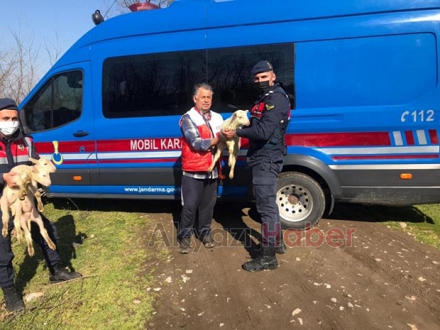 Hayvan hırsızları jandarmadan kaçamadı