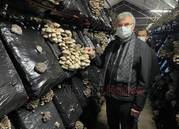 Başkan Yüce, 10 K'nın Mantar Tesisinde hasat yaptı