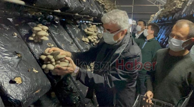 Başkan Yüce, 10 K'nın Mantar Tesisinde hasat yaptı