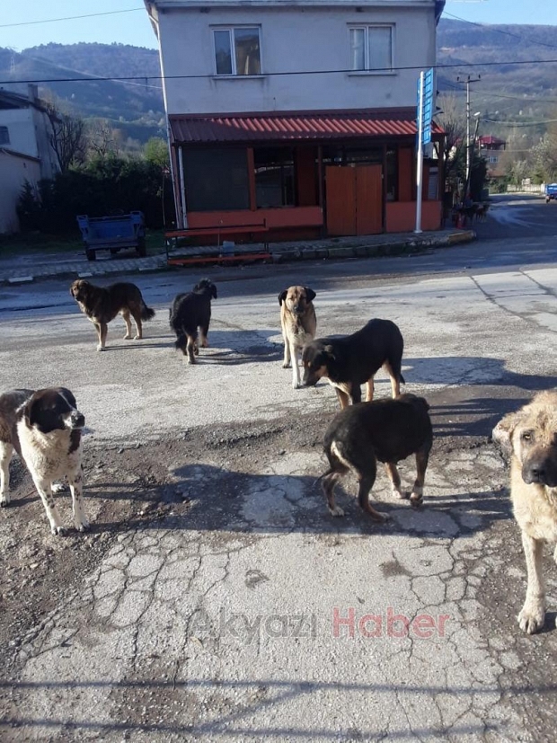 Dokurcun'dan köpekler çocuklara saldırıyor şikayeti
