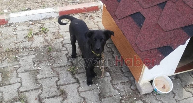 Kayıp Köpek
