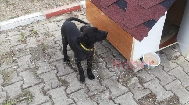 Kayıp Köpek