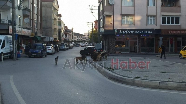 Sokak köpekleri korku saçıyor