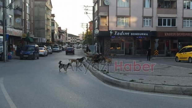 Sokak köpekleri korku saçıyor
