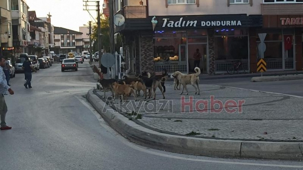 Sokak köpekleri korku saçıyor
