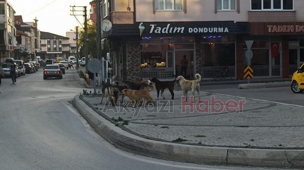 Sokak köpekleri korku saçıyor