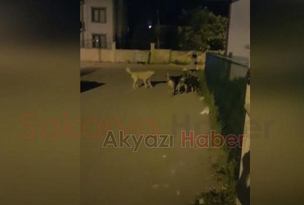 Sokak köpekleri korku saçıyor