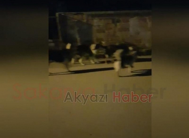 Sokak köpekleri korku saçıyor