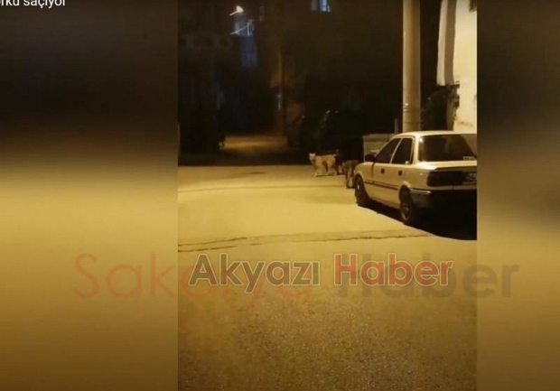 Sokak köpekleri korku saçıyor
