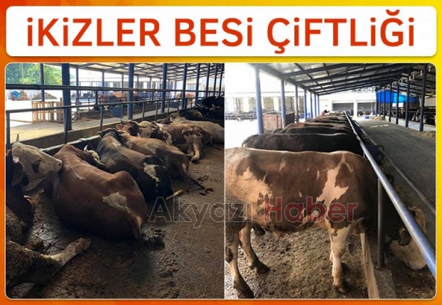 Hisse ve Kurbanlık satışları başladı