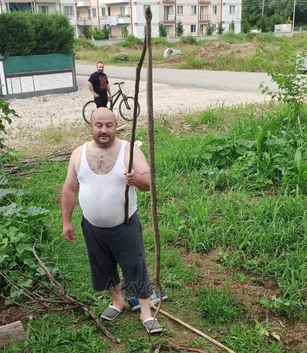 Bahçeye giren 2,5 metrelik yılan paniğe neden oldu