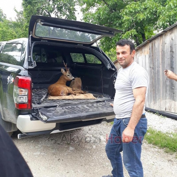 Köpeklerin saldırdığı karacayı vatandaş kurtardı