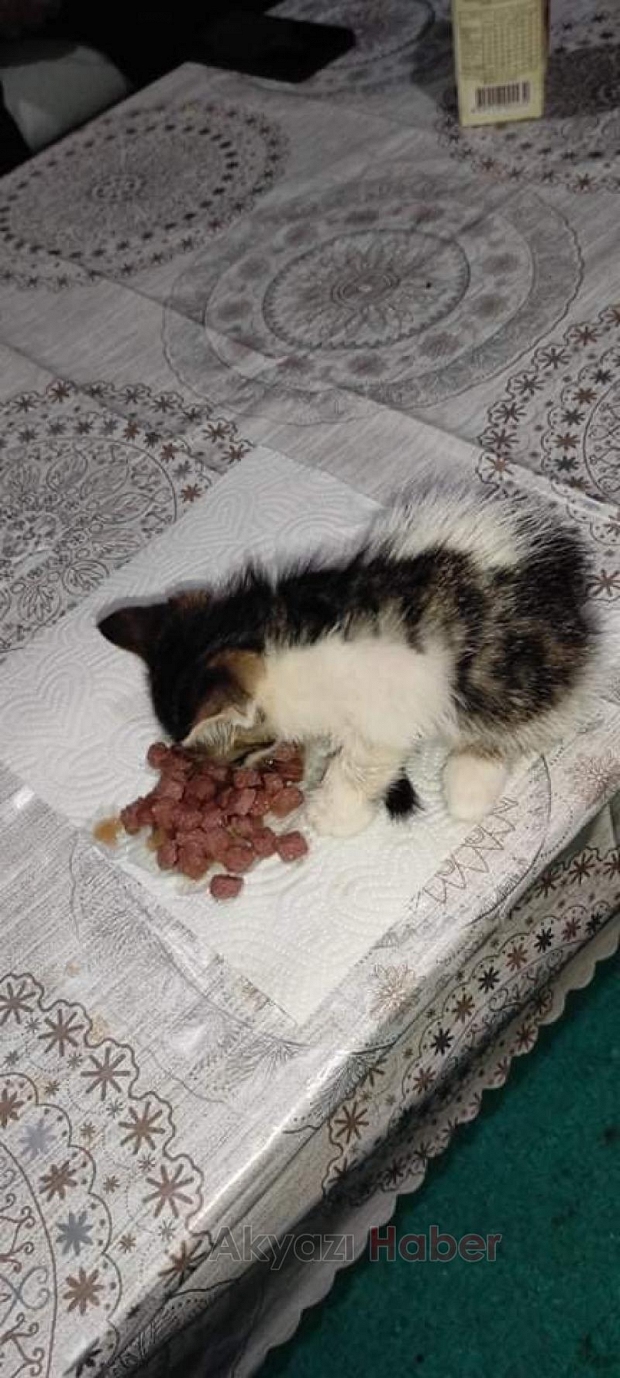 Çuvalın ağzını bağlayıp kediyi yola attılar