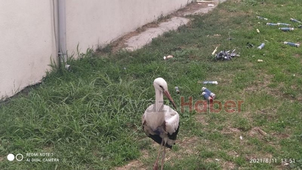 Akıma kapılan iki leylekten biri telef oldu