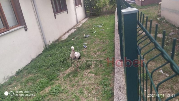 Akıma kapılan iki leylekten biri telef oldu