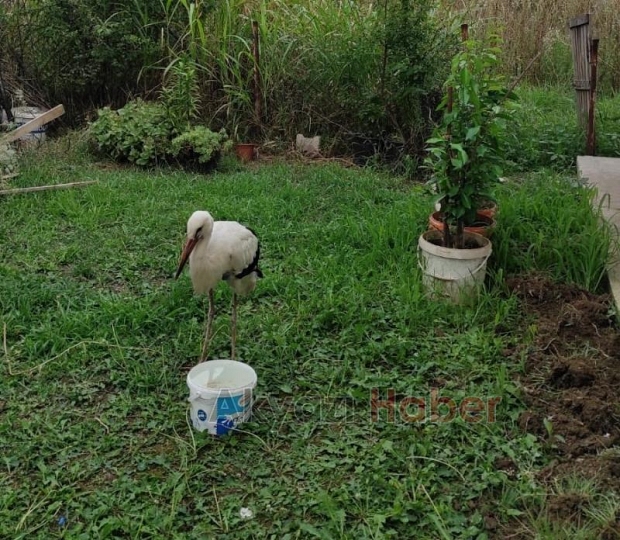 Akıma kapılan iki leylekten biri telef oldu
