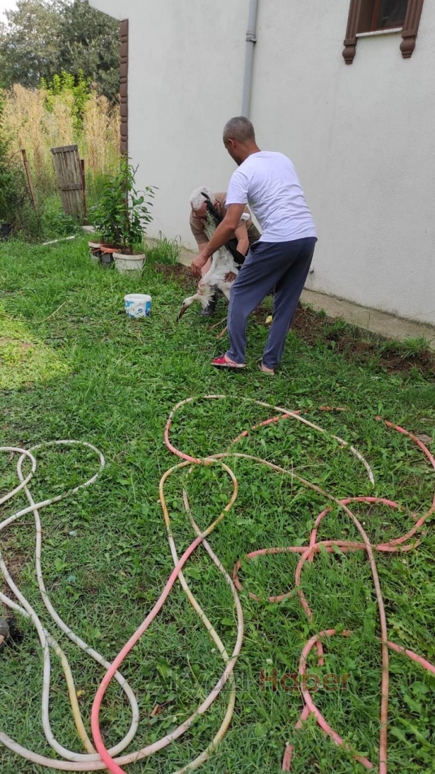 Akıma kapılan iki leylekten biri telef oldu