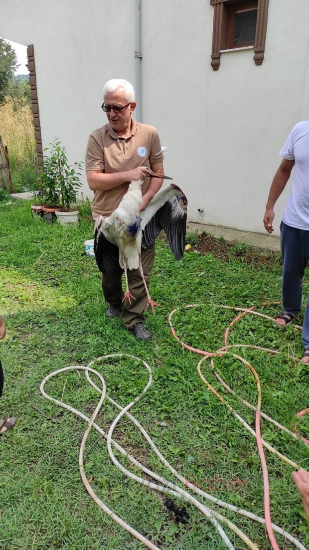 Akıma kapılan iki leylekten biri telef oldu
