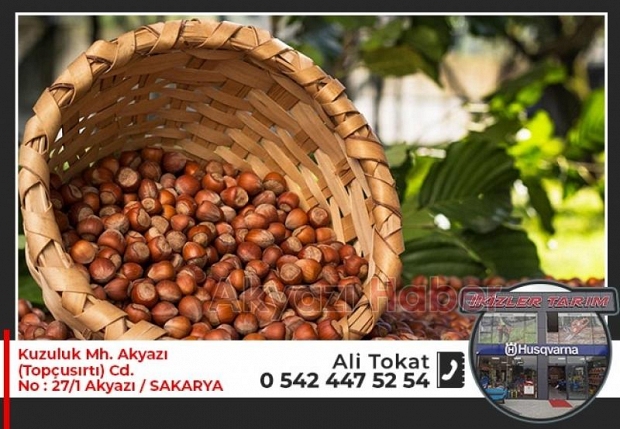İkizler Tarım Fındık Alım Satımına başladı