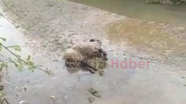 Ölen koyunu dereye atıp küpesini aldı