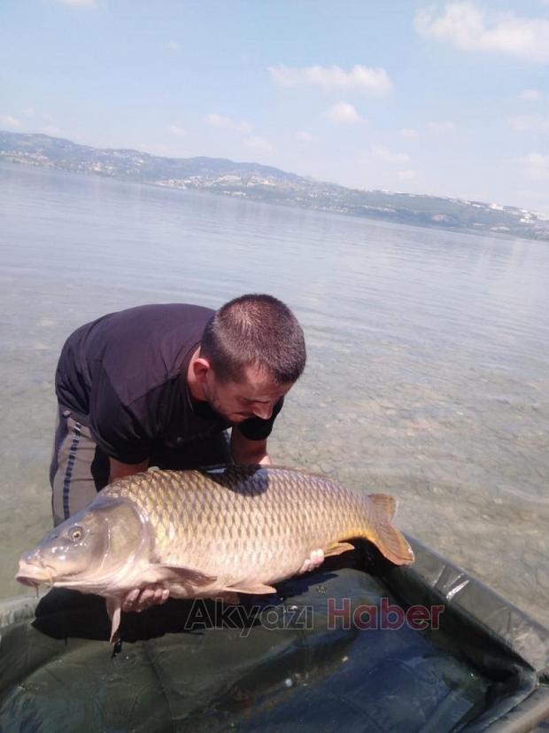 Dev balıkları yakalayıp suya geri bıraktılar