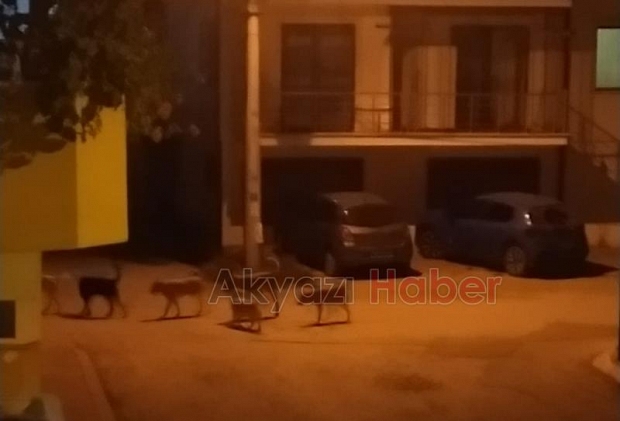 Sokak köpekleri çocuğa saldırdı