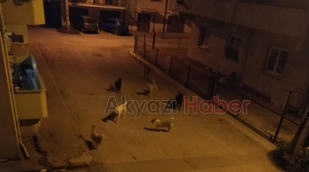 Sokak köpekleri çocuğa saldırdı