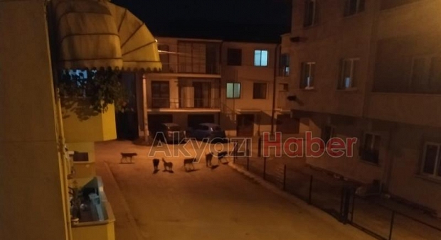 Sokak köpekleri çocuğa saldırdı