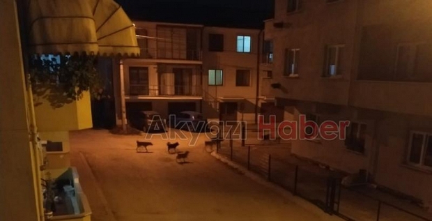 Sokak köpekleri çocuğa saldırdı