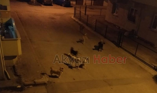 Sokak köpekleri çocuğa saldırdı