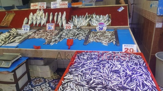 Av mevsiminin ilk haftasında hamsi bereketi
