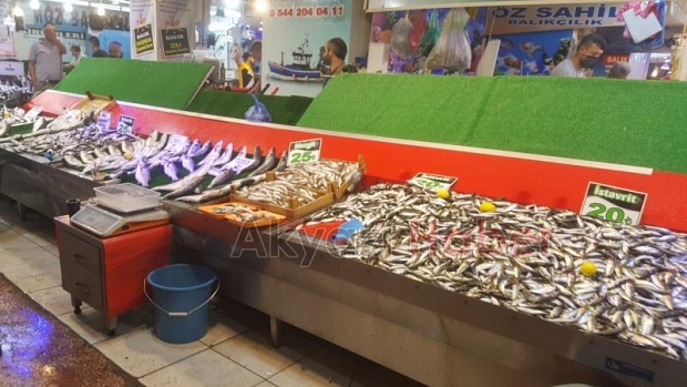 Av mevsiminin ilk haftasında hamsi bereketi
