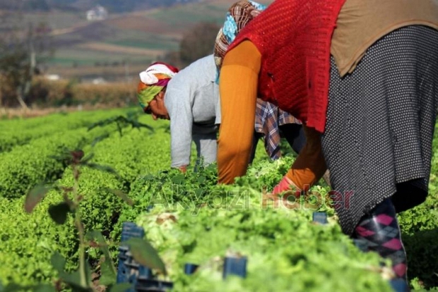 Marulun tarla ve marketteki fiyat farkı dudak uçuklattı