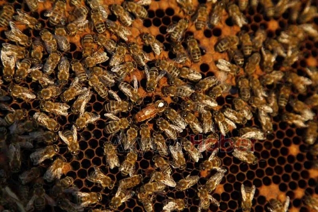 Büyükşehirin projesinde 21 ton bal üretildi