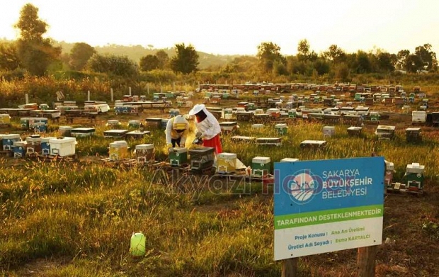 Büyükşehirin projesinde 21 ton bal üretildi