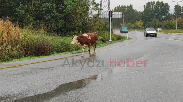 Akyazı'da başıboş inekler kazaya davetiye çıkardı