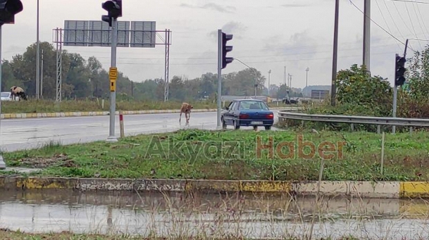 Akyazı'da başıboş inekler kazaya davetiye çıkardı
