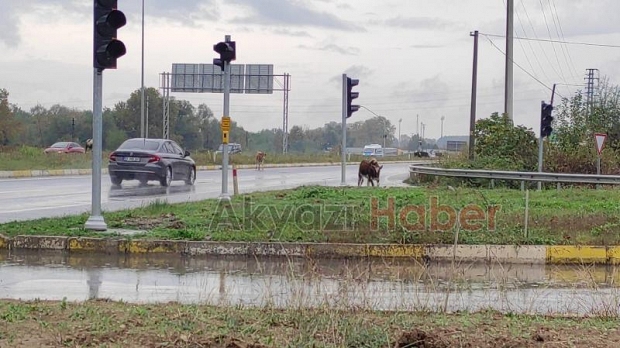 Akyazı'da başıboş inekler kazaya davetiye çıkardı