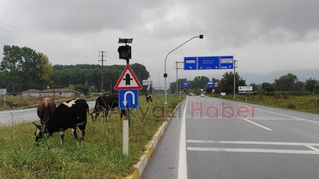 Akyazı'da başıboş inekler kazaya davetiye çıkardı