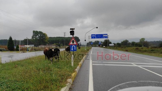 Akyazı'da başıboş inekler kazaya davetiye çıkardı