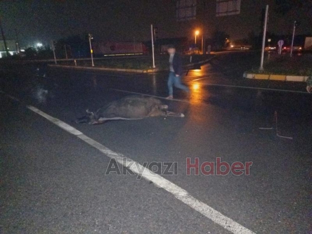 Akyazı'da ambulansın çarptığı ineğin sahibi bulundu